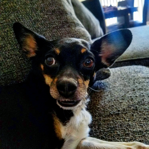 Meet your Posher, Katie - Picture 6 of 6